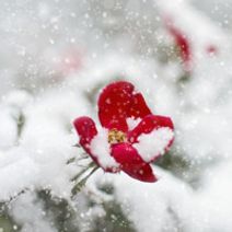 Midwinter Baroque Daydream Concert Featuring Brandenburg Concerto No. 5