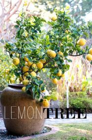 Lemon Tree show poster