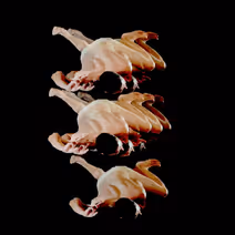 STATES: OBSERVATION A Butoh Dance Trilogy