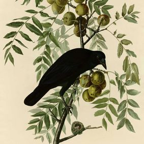 As the Crows Fly show poster