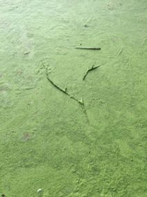 Sleepy Eyed Kids show poster