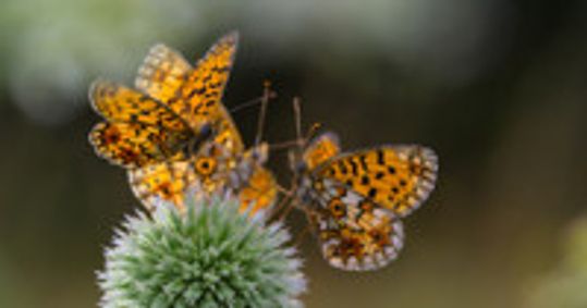 Our Planet Live in Concert show poster