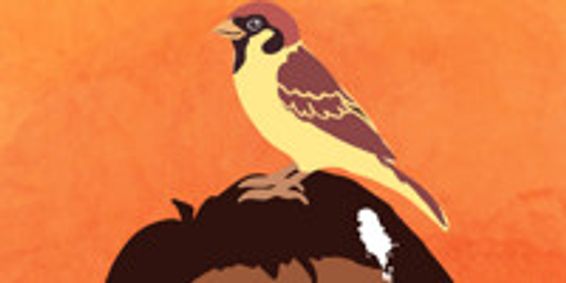 THE BIRD IN THE WINDOW show poster