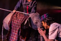 The Vanishing Elephant