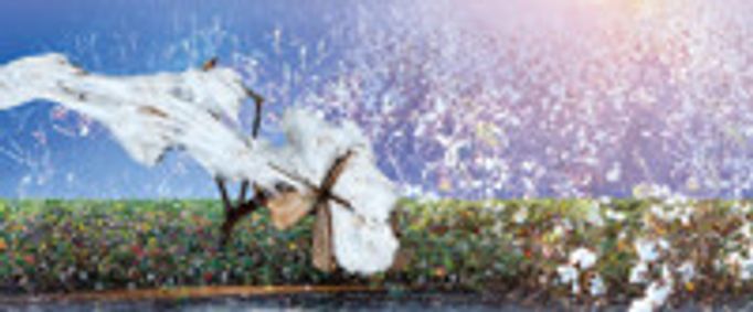 COTTON - Lyric Fest show poster