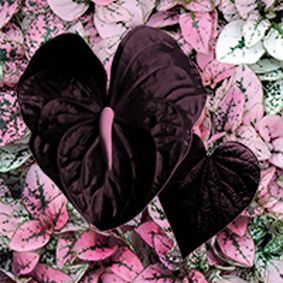 CCM Opera: Rappaccini's Daughter show poster