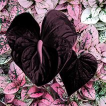 CCM Opera: Rappaccini's Daughter