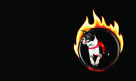 Chris Perondi’s Stunt Dog Experience show poster