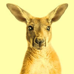 Australia Day show poster