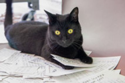 Inhibited Bites show poster