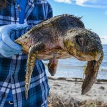 Mass Audubon Workshop: Sea Turtle Rescue and How Beachgoers Can Help Coastal Wildlife