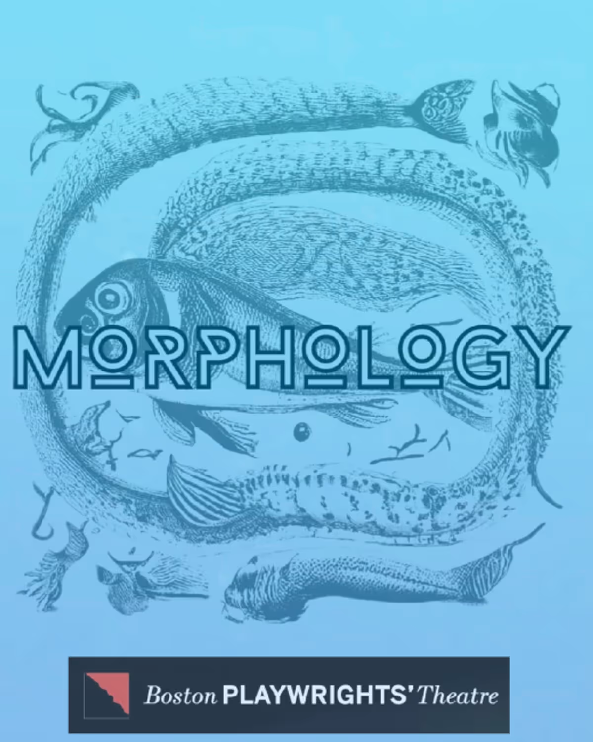 Morphology