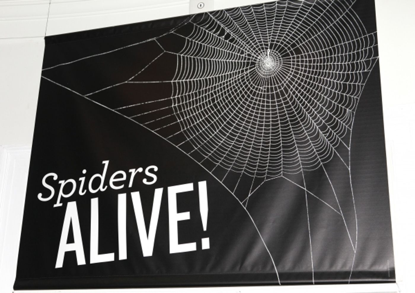 Photo Coverage: SPIDER-MAN Cast Visits 'Spiders Alive!' Exhibit Photo Coverage: SPIDER-MAN Cast Visits 'Spiders Alive!' Exhibit Image