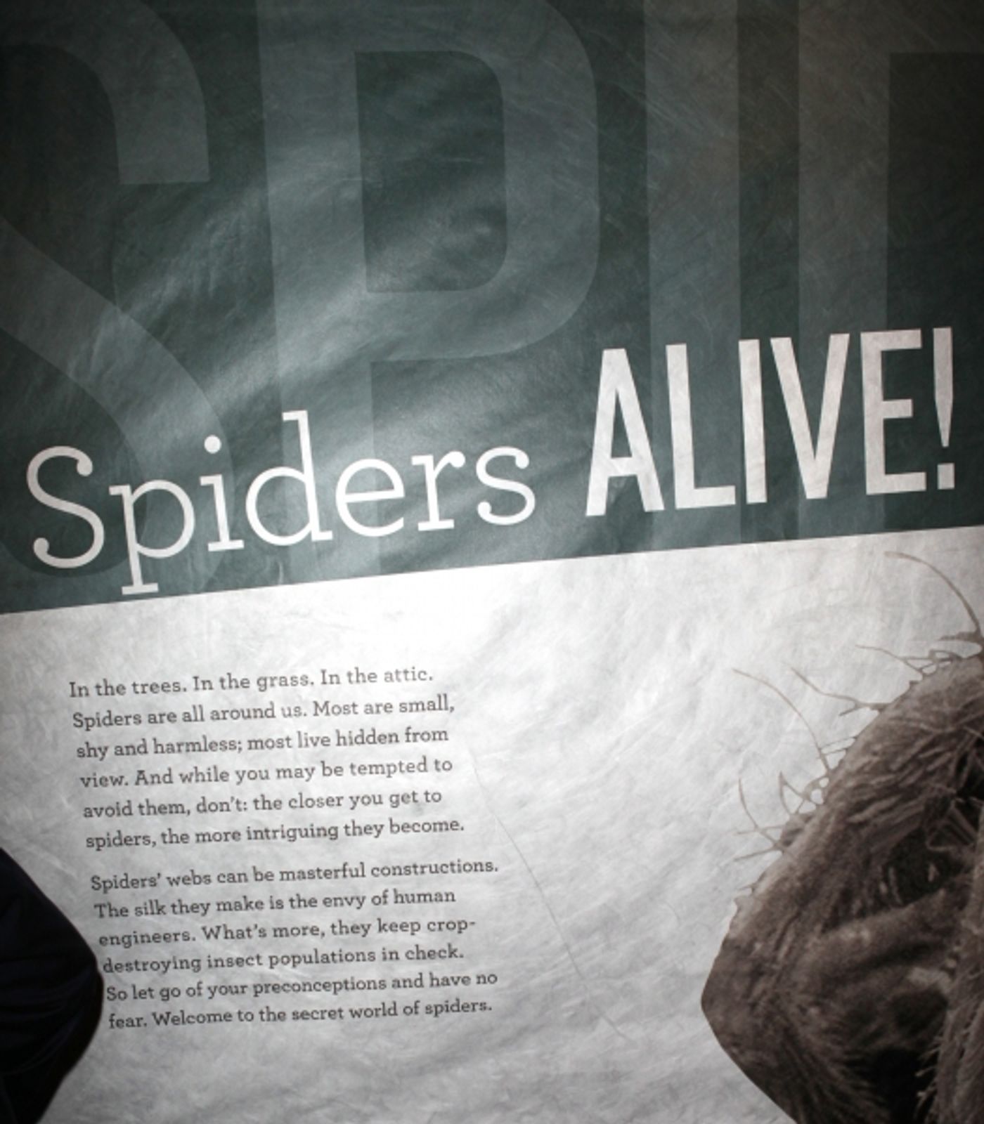 Photo Coverage: SPIDER-MAN Cast Visits 'Spiders Alive!' Exhibit Photo Coverage: SPIDER-MAN Cast Visits 'Spiders Alive!' Exhibit Image