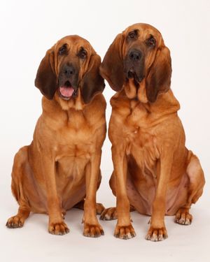  Pete and Lily  Photo