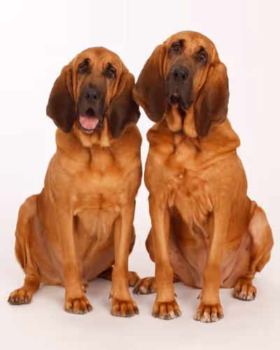  Pete and Lily  Photo
