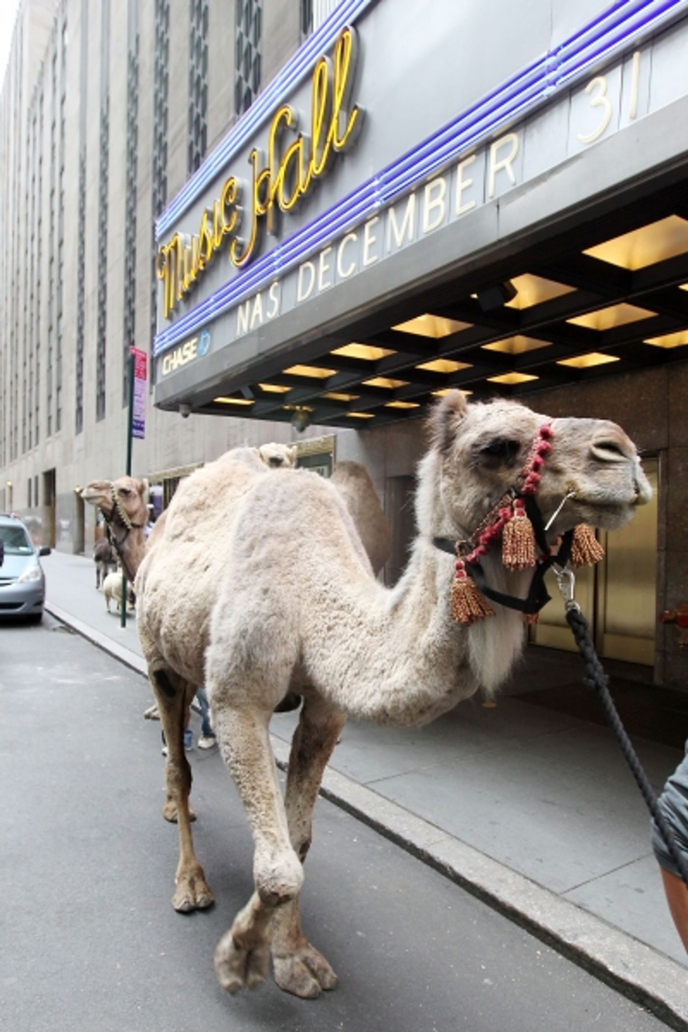 Photo Flash: Radio City Rockettes Welcome 'Living Nativity' to 2012 CHRISTMAS SPECTACULAR  Image