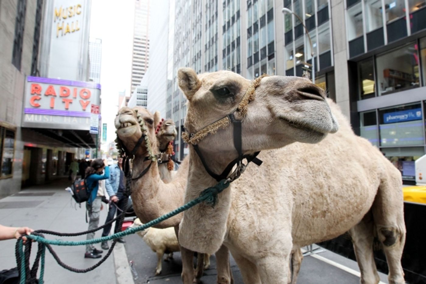 Photo Flash: Radio City Rockettes Welcome 'Living Nativity' to 2012 CHRISTMAS SPECTACULAR  Image
