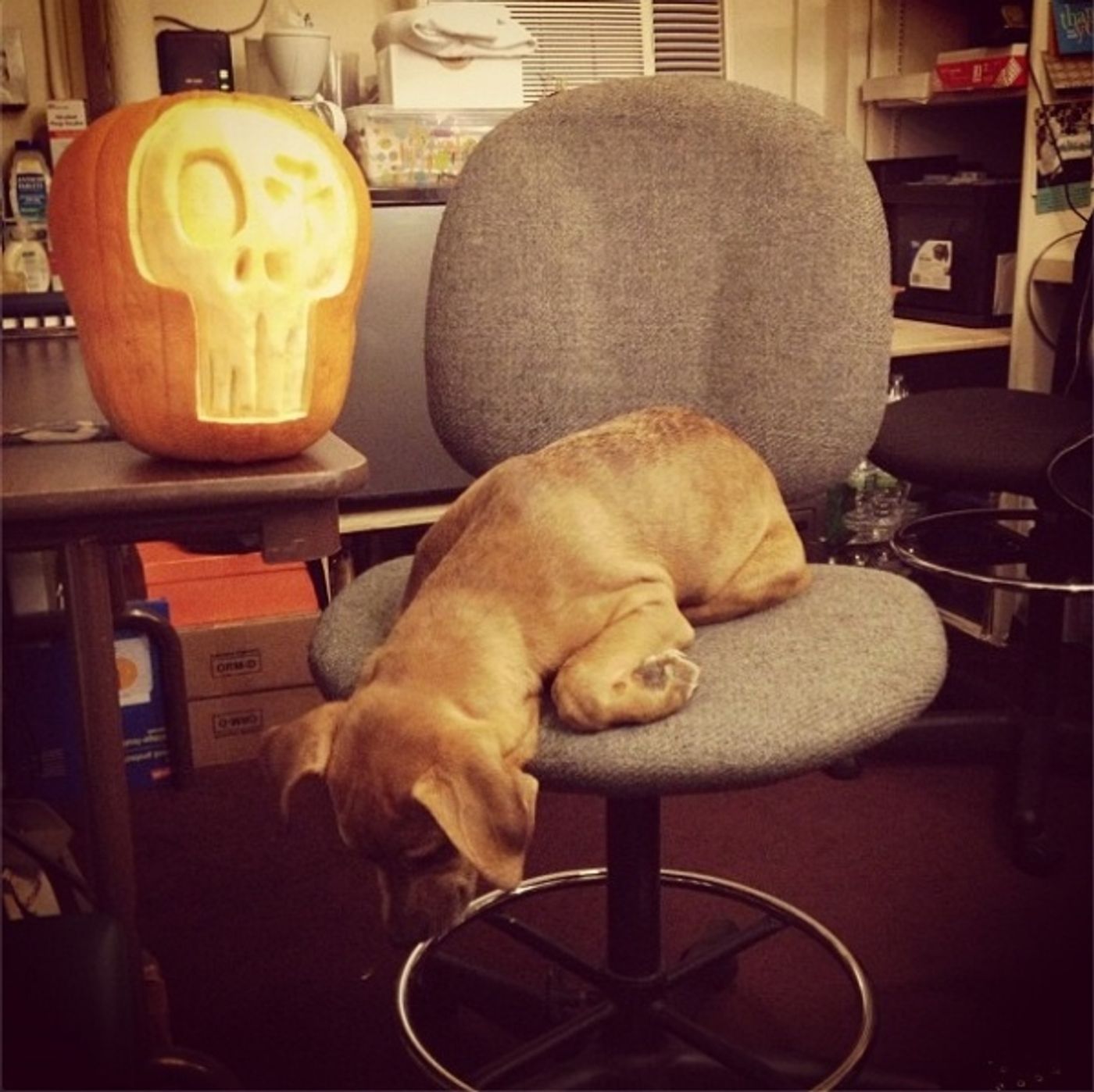 Photo Flash: Saturday Intermission Pics, Oct 27 - EVITA Reveals SIP Contest Winner, ONCE's Theatre Dog and More! Photo Flash: Saturday Intermission Pics, Oct 27 - EVITA Reveals SIP Contest Winner, ONCE's Theatre Dog and More! Image