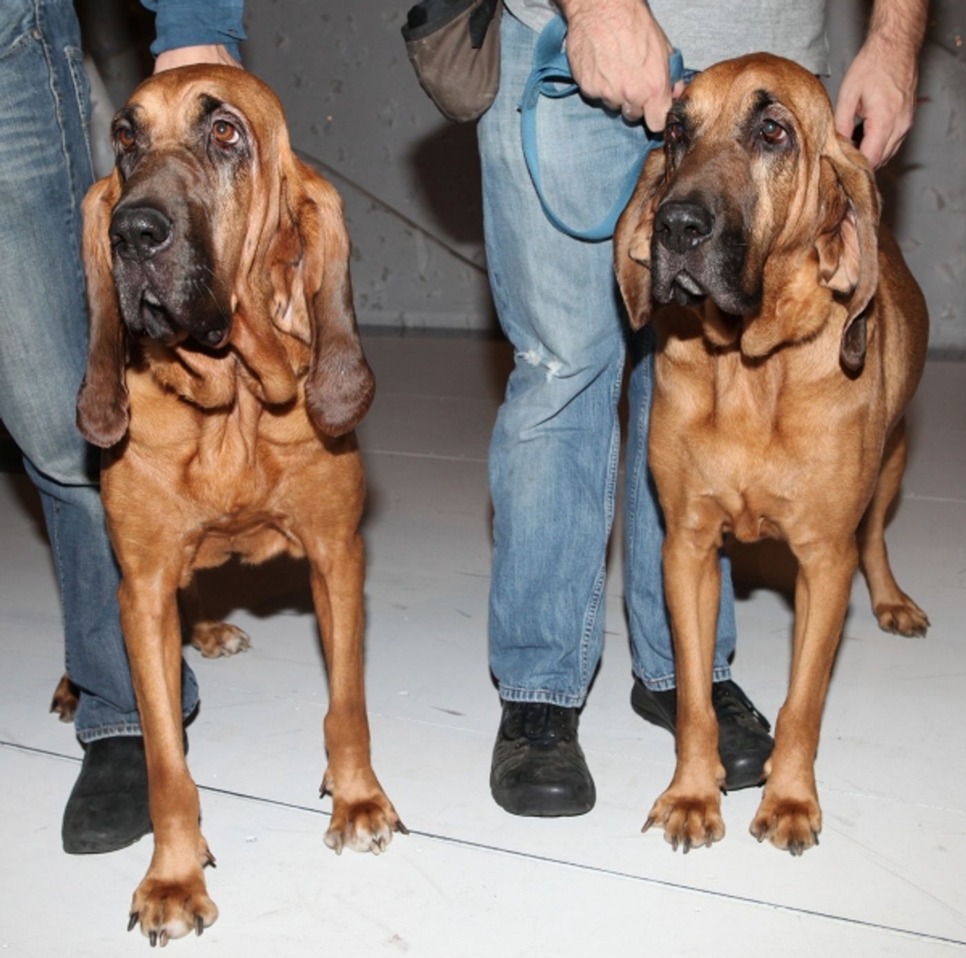 Exclusive Photo Coverage: Inside A CHRISTMAS STORY's Gypsy Robe Ceremony  Image