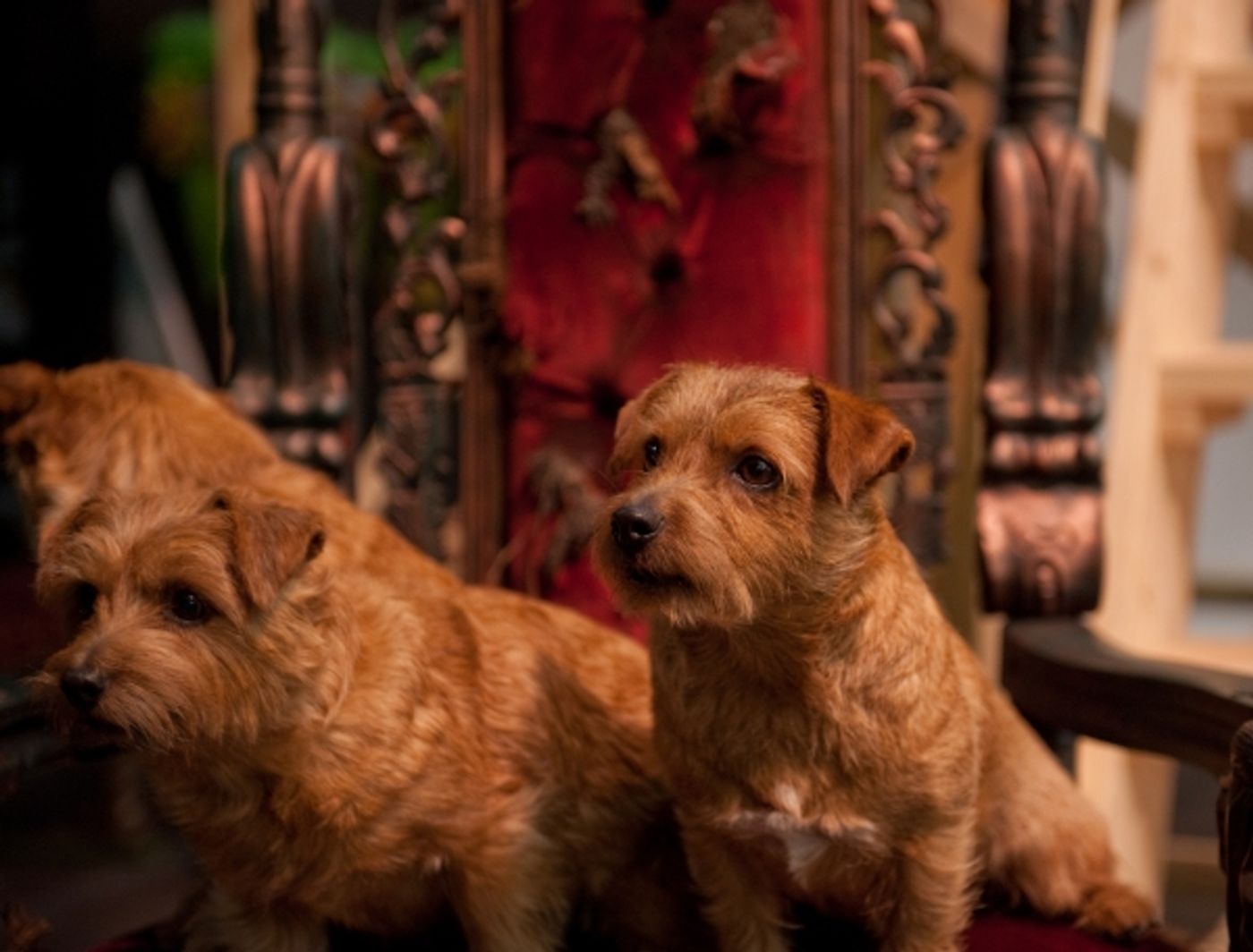 Photo Coverage: Sneak Peek at Toronto's All-Canadian WIZARD OF OZ  Image