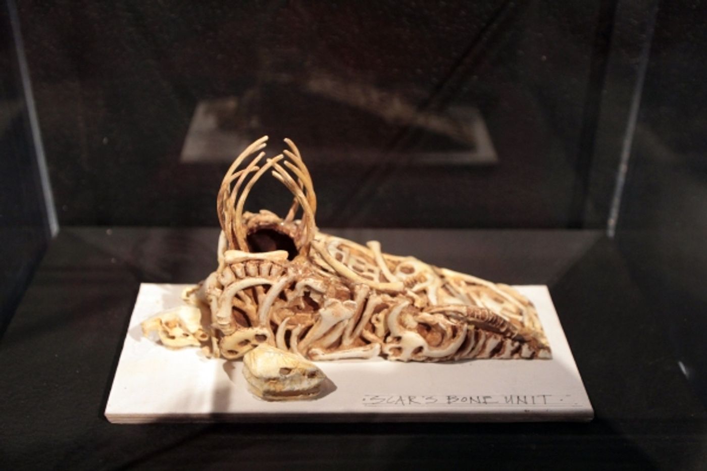 Photo Coverage: INSIDE THE LION KING Bryant Park Pop-Up Exhibit! Photo Coverage: INSIDE THE LION KING Bryant Park Pop-Up Exhibit! Image