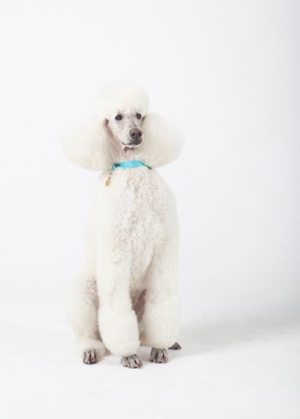 Photo Flash: First Look at Karen LeFrak, Chase Brock and More in BARK! IN THE PARK  Image