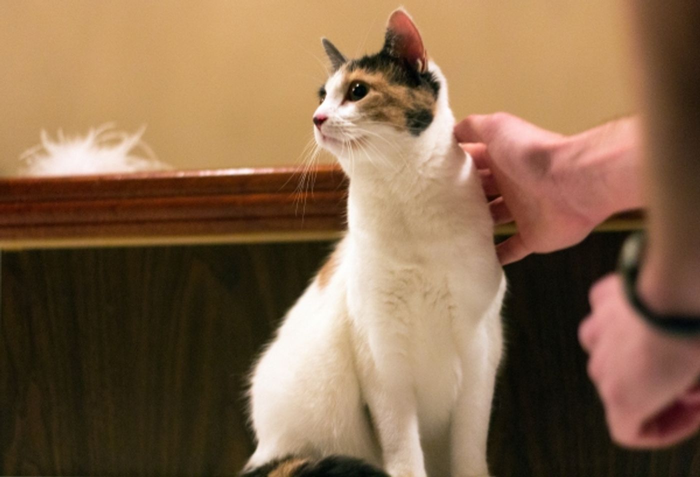 Photo Coverage: Felines Gather to Play 'Cat' in BREAKFAST AT TIFFANY'S!  Image