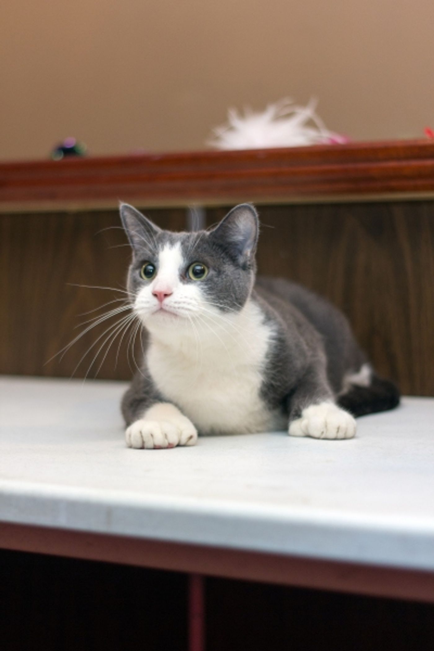 Photo Coverage: Felines Gather to Play 'Cat' in BREAKFAST AT TIFFANY'S!  Image