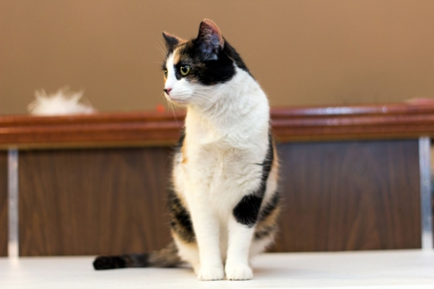 Photo Coverage: Felines Gather to Play 'Cat' in BREAKFAST AT TIFFANY'S!  Image