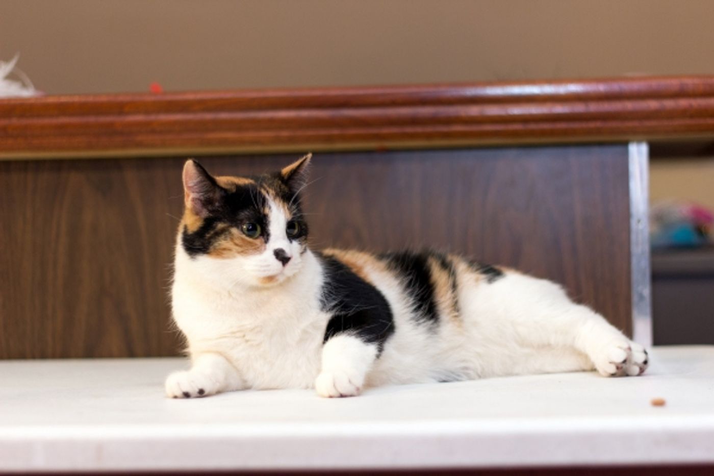 Photo Coverage: Felines Gather to Play 'Cat' in BREAKFAST AT TIFFANY'S!  Image