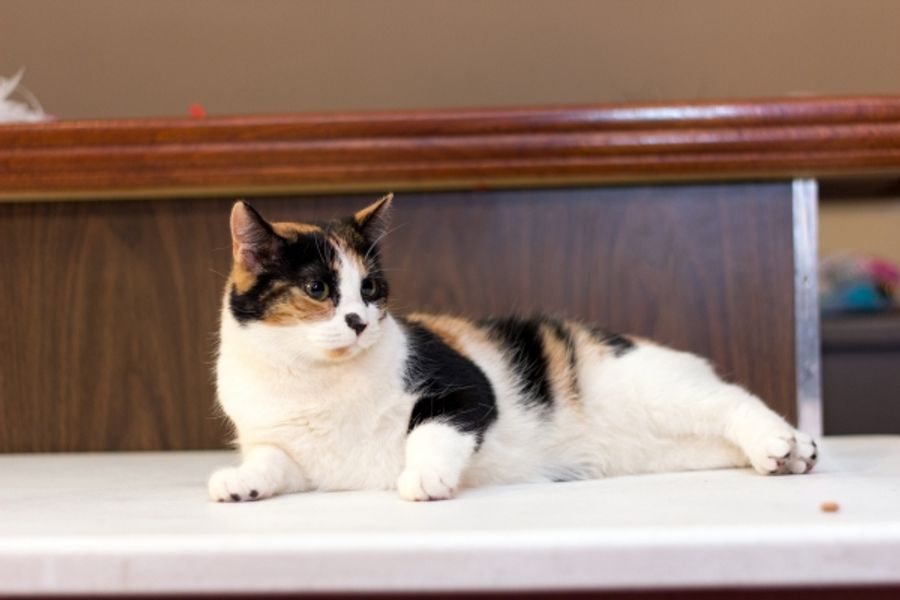 Photo Coverage: Felines Gather to Play 'Cat' in BREAKFAST AT TIFFANY'S! Image