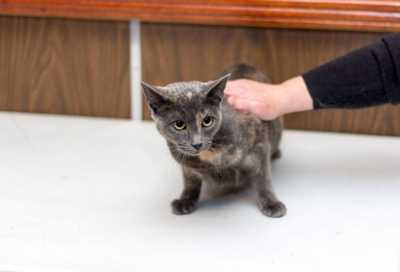 Photo Coverage: Felines Gather to Play 'Cat' in BREAKFAST AT TIFFANY'S!  Image