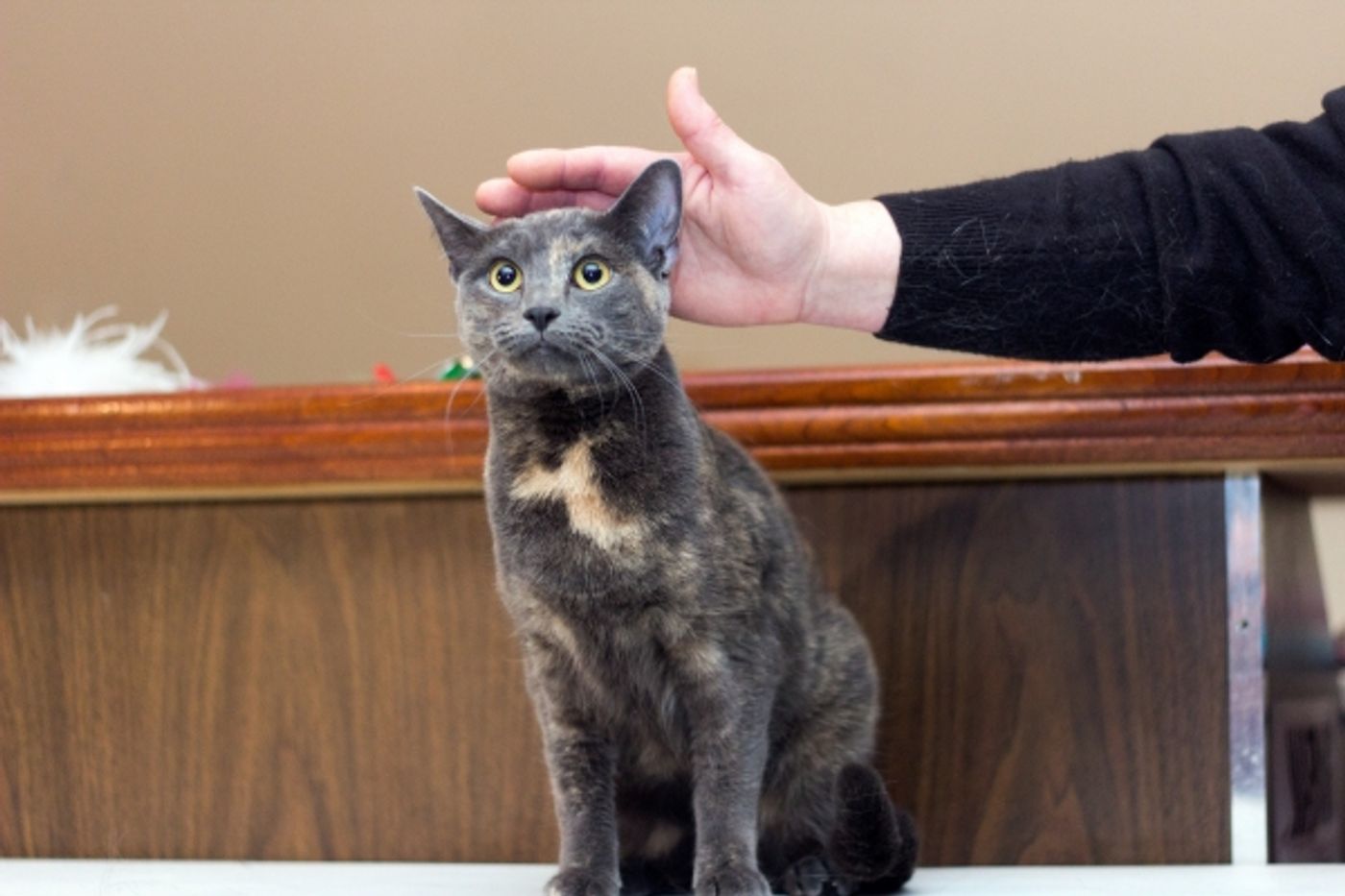 Photo Coverage: Felines Gather to Play 'Cat' in BREAKFAST AT TIFFANY'S!  Image