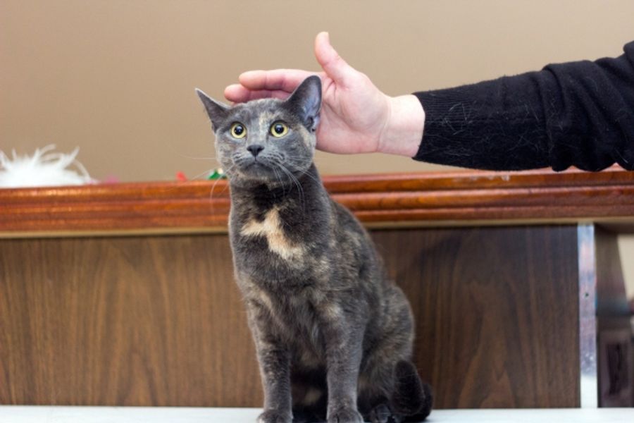 Photo Coverage: Felines Gather to Play 'Cat' in BREAKFAST AT TIFFANY'S! Image