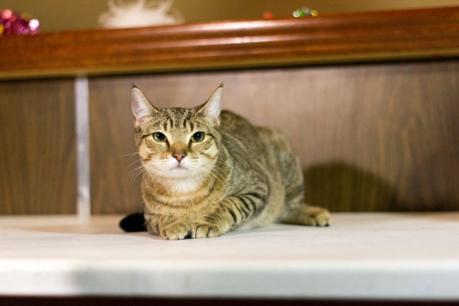 Photo Coverage: Felines Gather to Play 'Cat' in BREAKFAST AT TIFFANY'S! Image