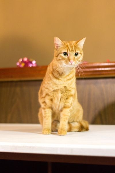 Ginger Photo