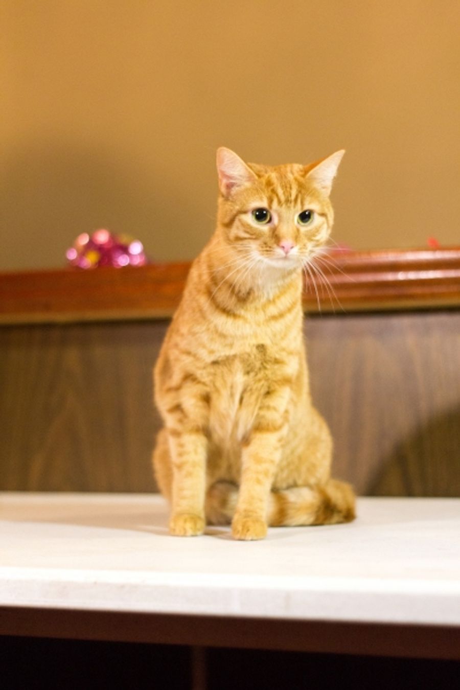 Photo Coverage: Felines Gather to Play 'Cat' in BREAKFAST AT TIFFANY'S! Image