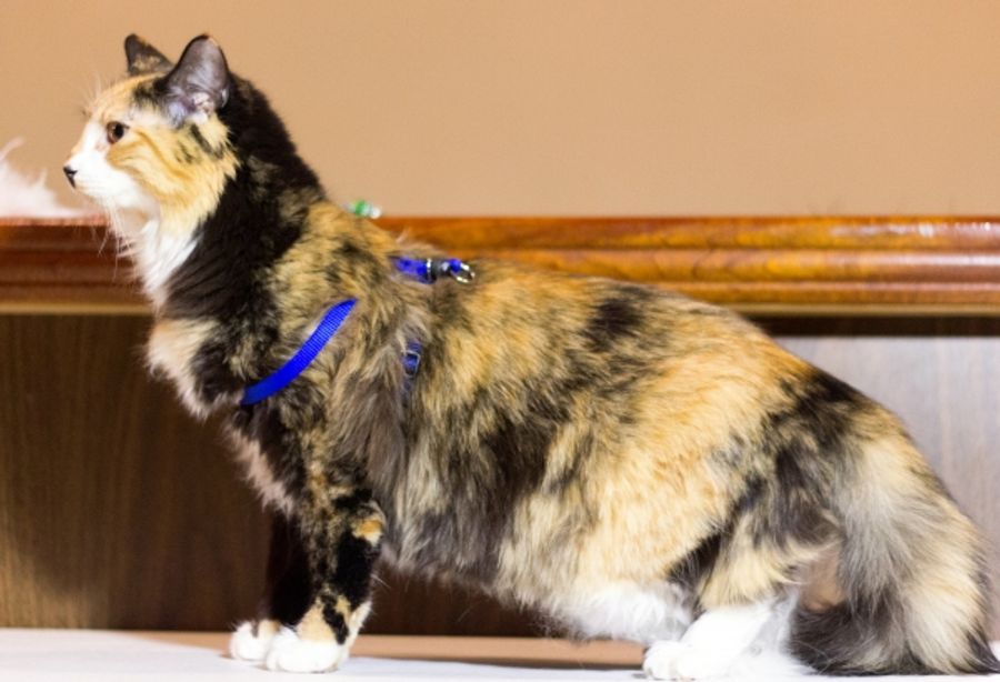 Photo Coverage: Felines Gather to Play 'Cat' in BREAKFAST AT TIFFANY'S! Image