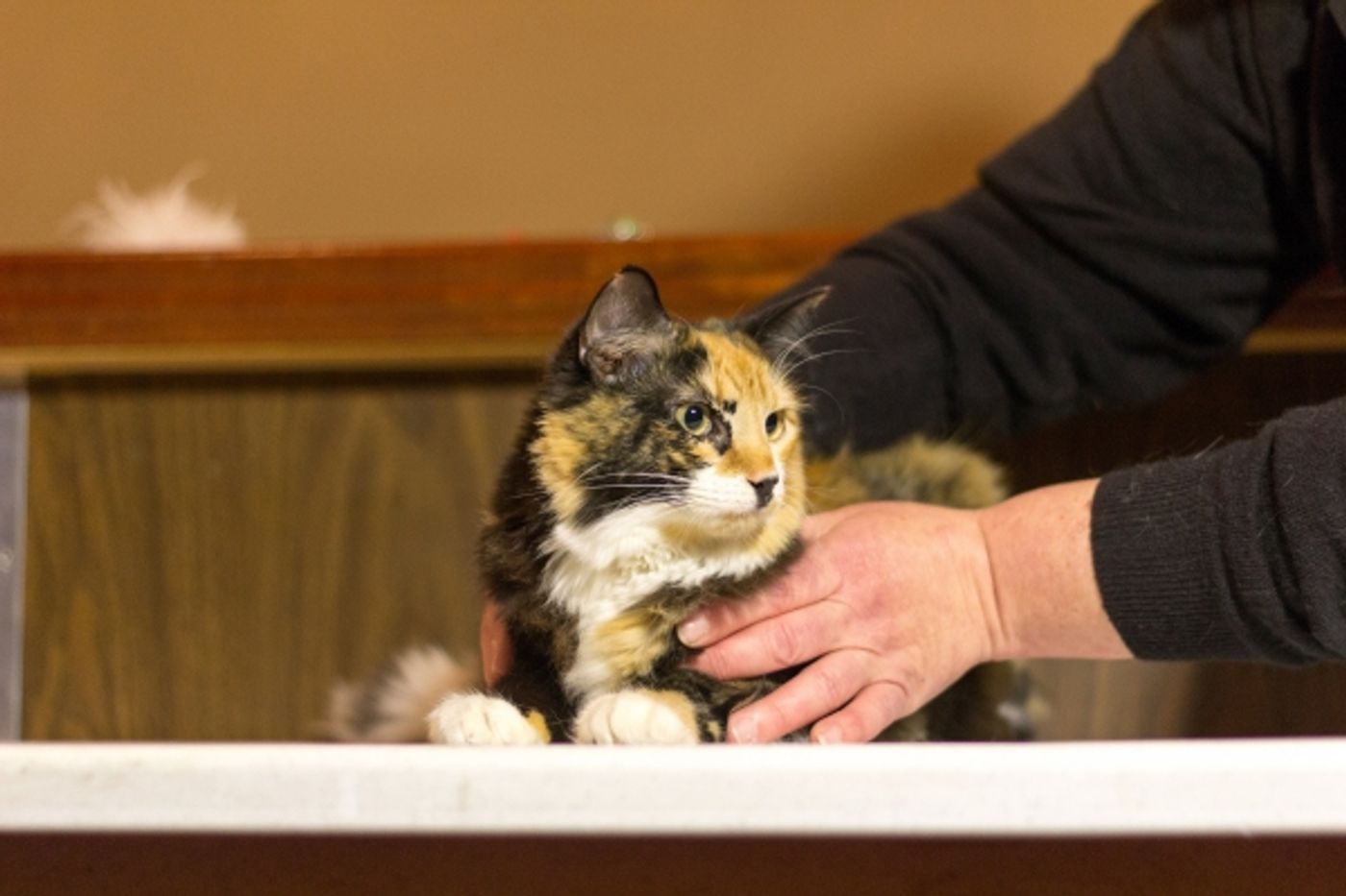 Photo Coverage: Felines Gather to Play 'Cat' in BREAKFAST AT TIFFANY'S!  Image