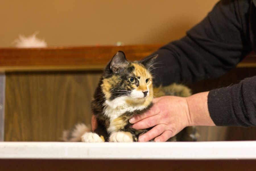 Photo Coverage: Felines Gather to Play 'Cat' in BREAKFAST AT TIFFANY'S! Image