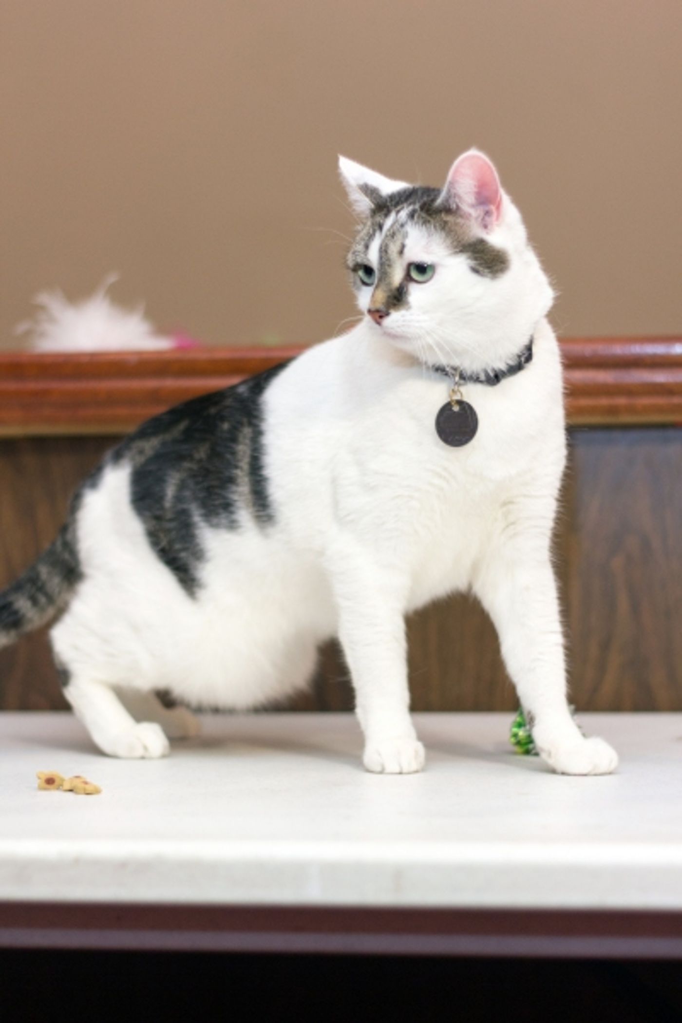 Photo Coverage: Felines Gather to Play 'Cat' in BREAKFAST AT TIFFANY'S!  Image