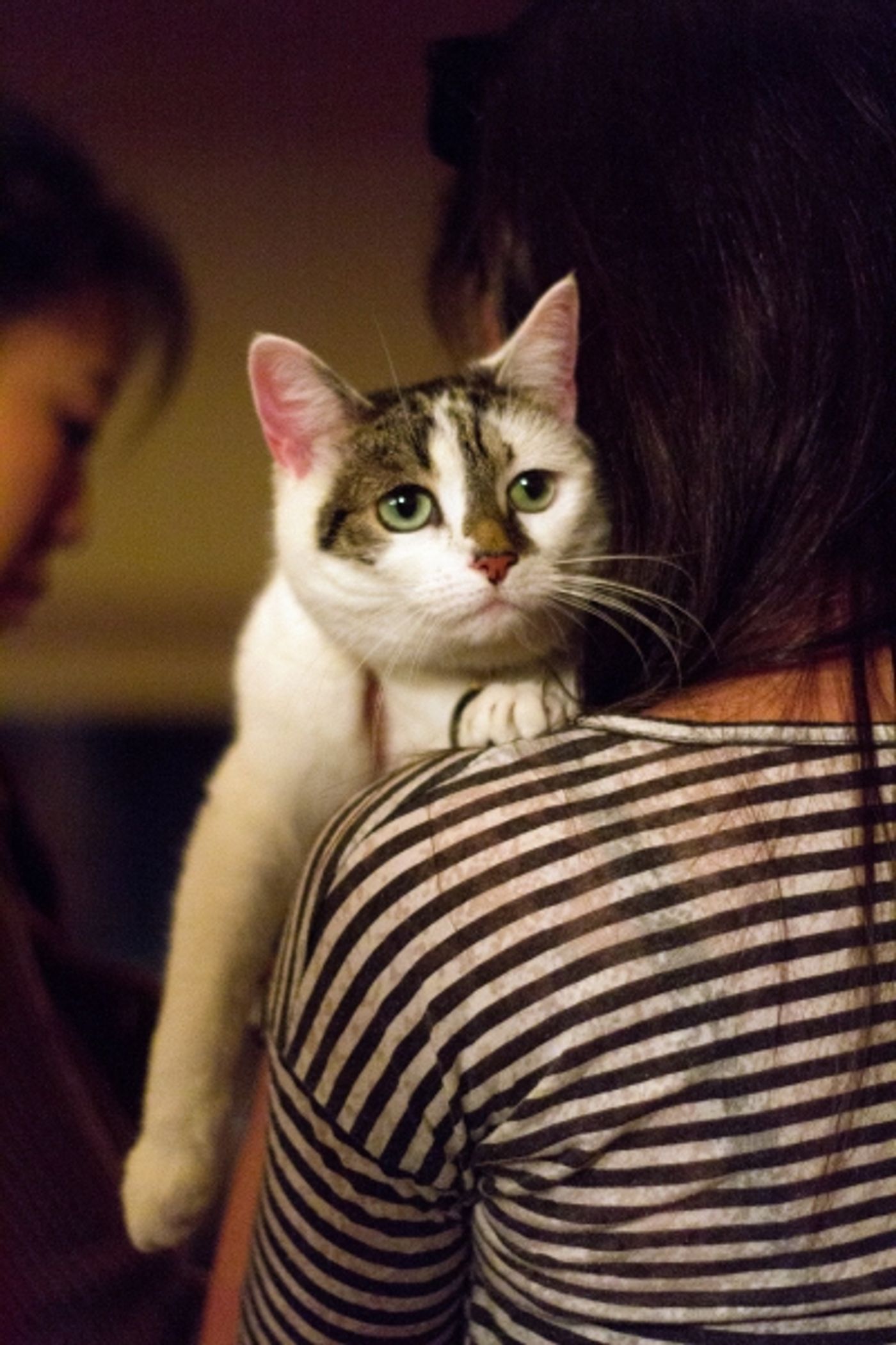 Photo Coverage: Felines Gather to Play 'Cat' in BREAKFAST AT TIFFANY'S!  Image