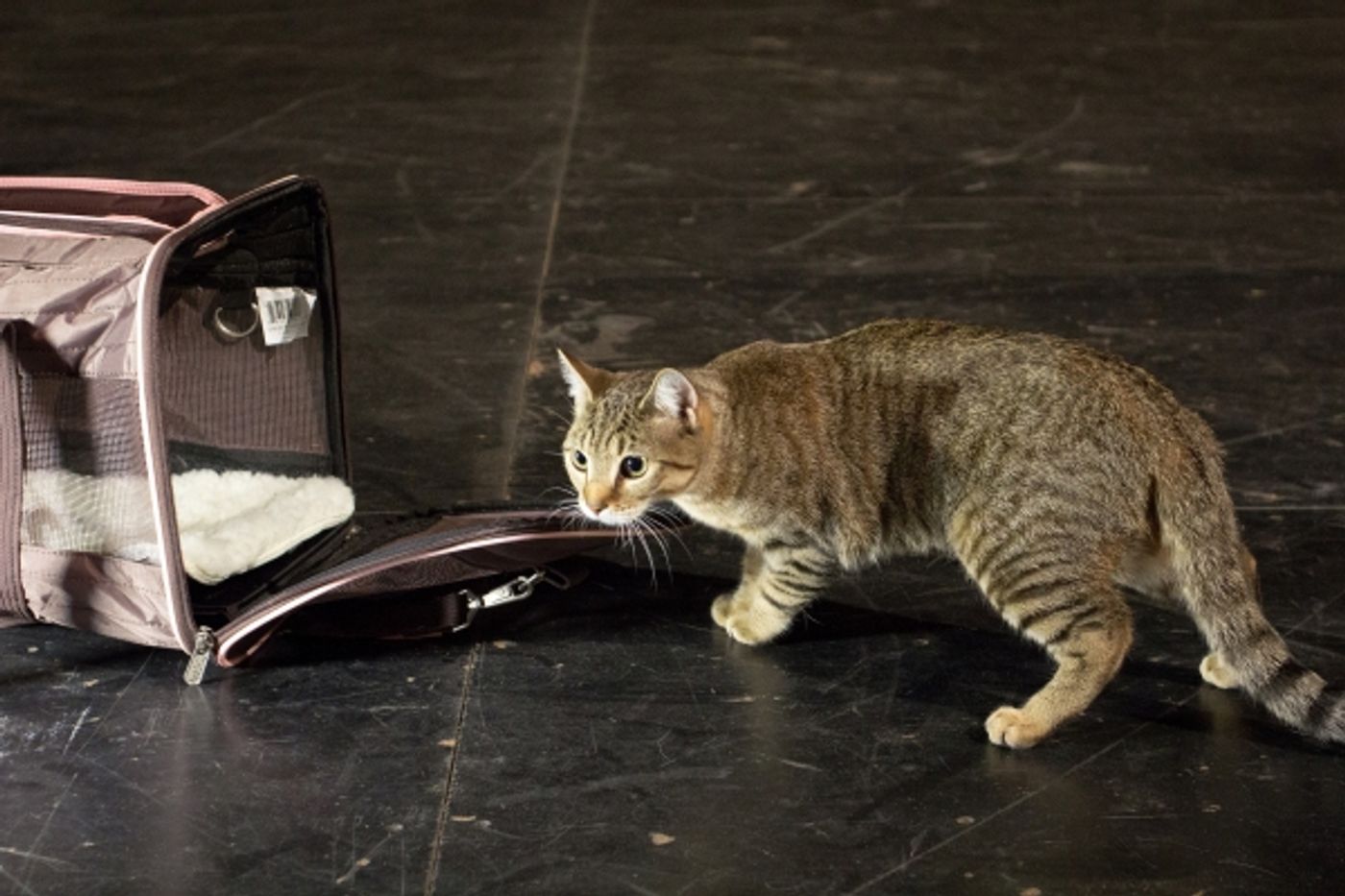 Photo Coverage: Felines Gather to Play 'Cat' in BREAKFAST AT TIFFANY'S!  Image