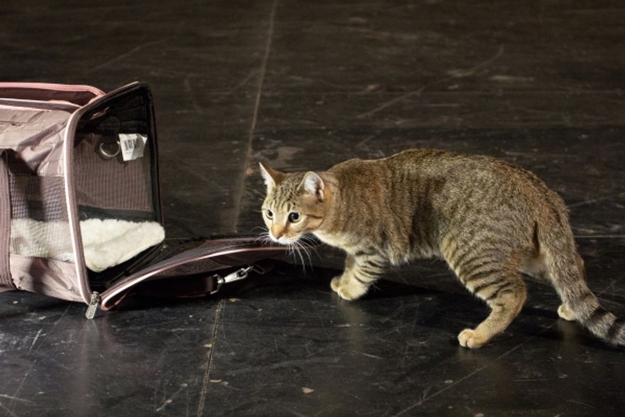 Photo Coverage: Felines Gather to Play 'Cat' in BREAKFAST AT TIFFANY'S! Image
