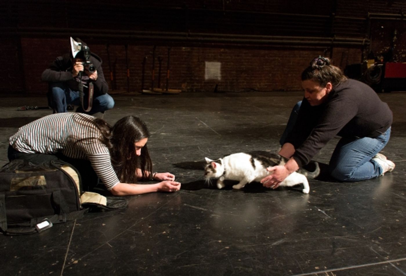 Photo Coverage: Felines Gather to Play 'Cat' in BREAKFAST AT TIFFANY'S!  Image