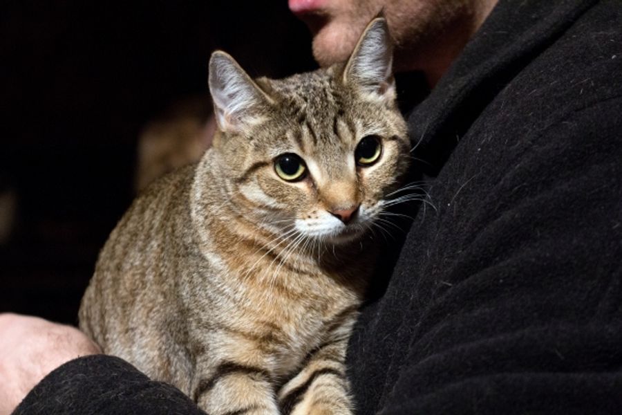 Photo Coverage: Felines Gather to Play 'Cat' in BREAKFAST AT TIFFANY'S! Image