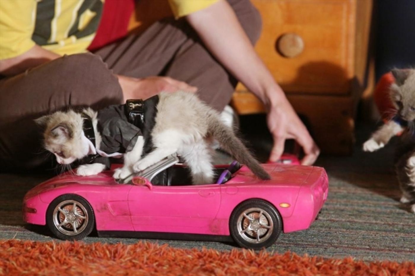 Photo Flash: THE MIDDLE's 'From Orson with Love,' Airing 5/1  Image