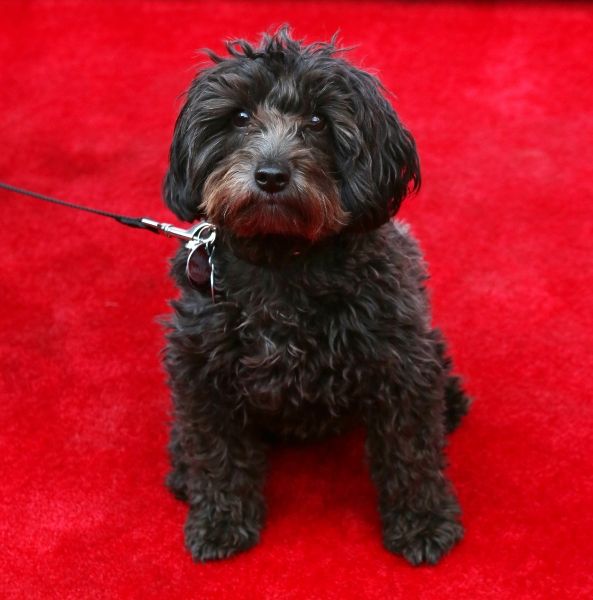 Photo Coverage: From Ben Vereen to Ricky Martin, It's the Opening Night Red Carpet for PIPPIN! — photo 6 of 52