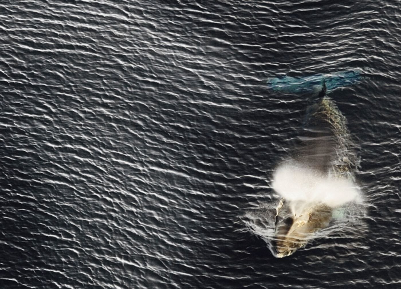 Photo Flash: Sneak Peek at THE LAST OCEAN, Set for newportFILM Screening 5/23  Image